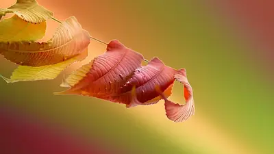 Jak wyczyścić piekarnik bez chemii? Domowe sposoby 2025