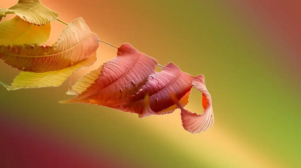 Jak wyczyścić piekarnik bez chemii? Skuteczne domowe metody