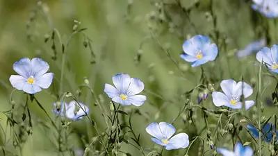 Hortensja ogrodowa: odmiany, cięcie, uprawa, cena, choroby